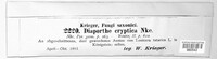 Image of Diaporthe cryptica
